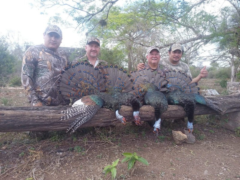 image of 4 hunters with 4 trophy ocellated turkeys